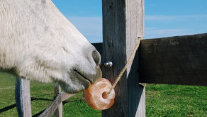 Grey horse licking a salt block