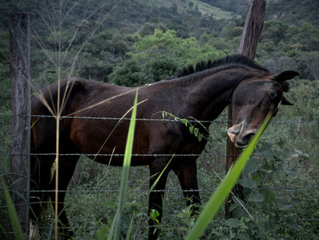 horse scratching on a post