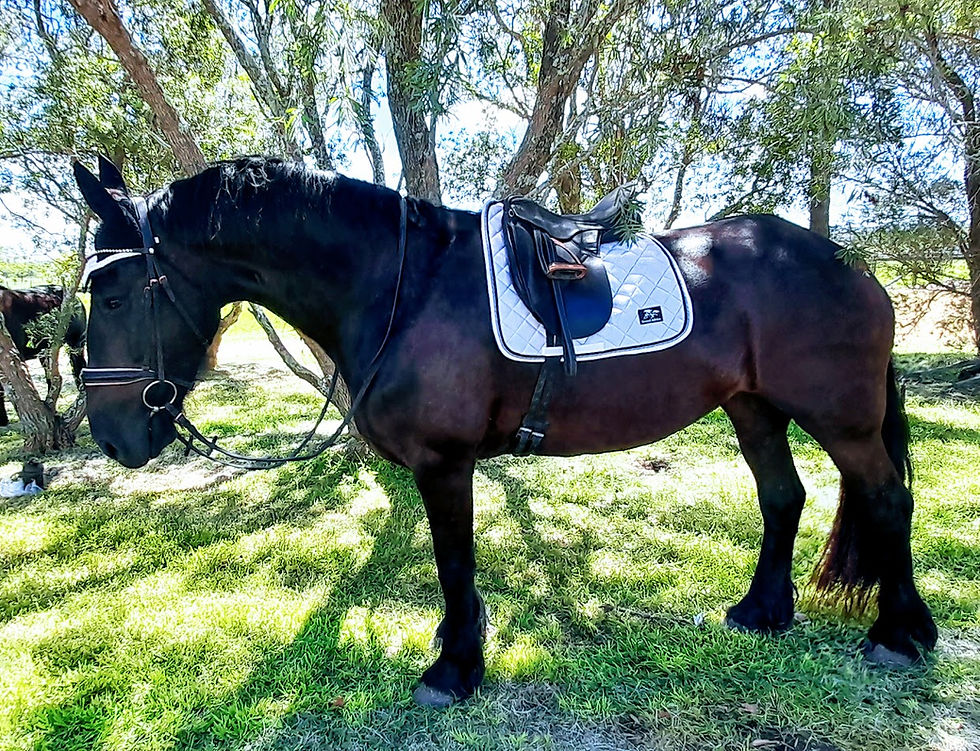 Thumbnail: Iceberg Glitter Dressage Saddle Pad Sets