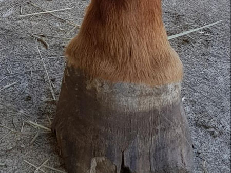 Seedy Toe, or No?