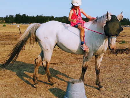 partially blind appaloosa horse