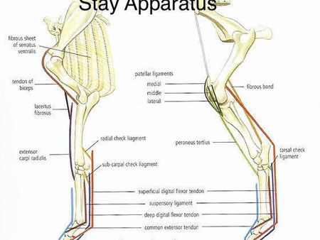 The Stay Apparatus