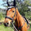 Thumbnail: Brigadier Showjumping Pad Set - Grey
