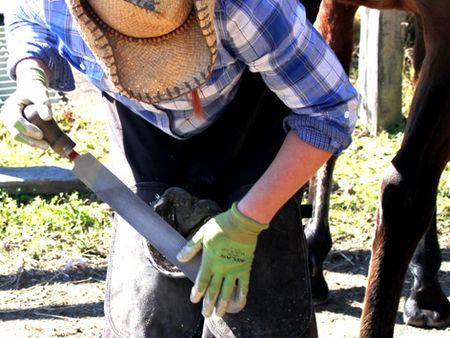Growing Quality Hooves