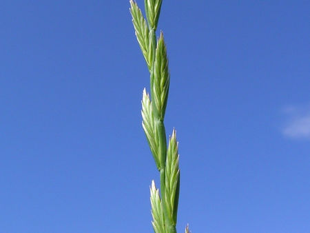 Rye Grass Staggers and Mycosorb A+