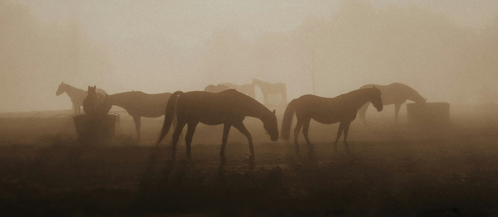 Horses in a field on a misty morning