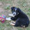 Thumbnail: *Placed* Puppy Black Tri Mini Aussie Female