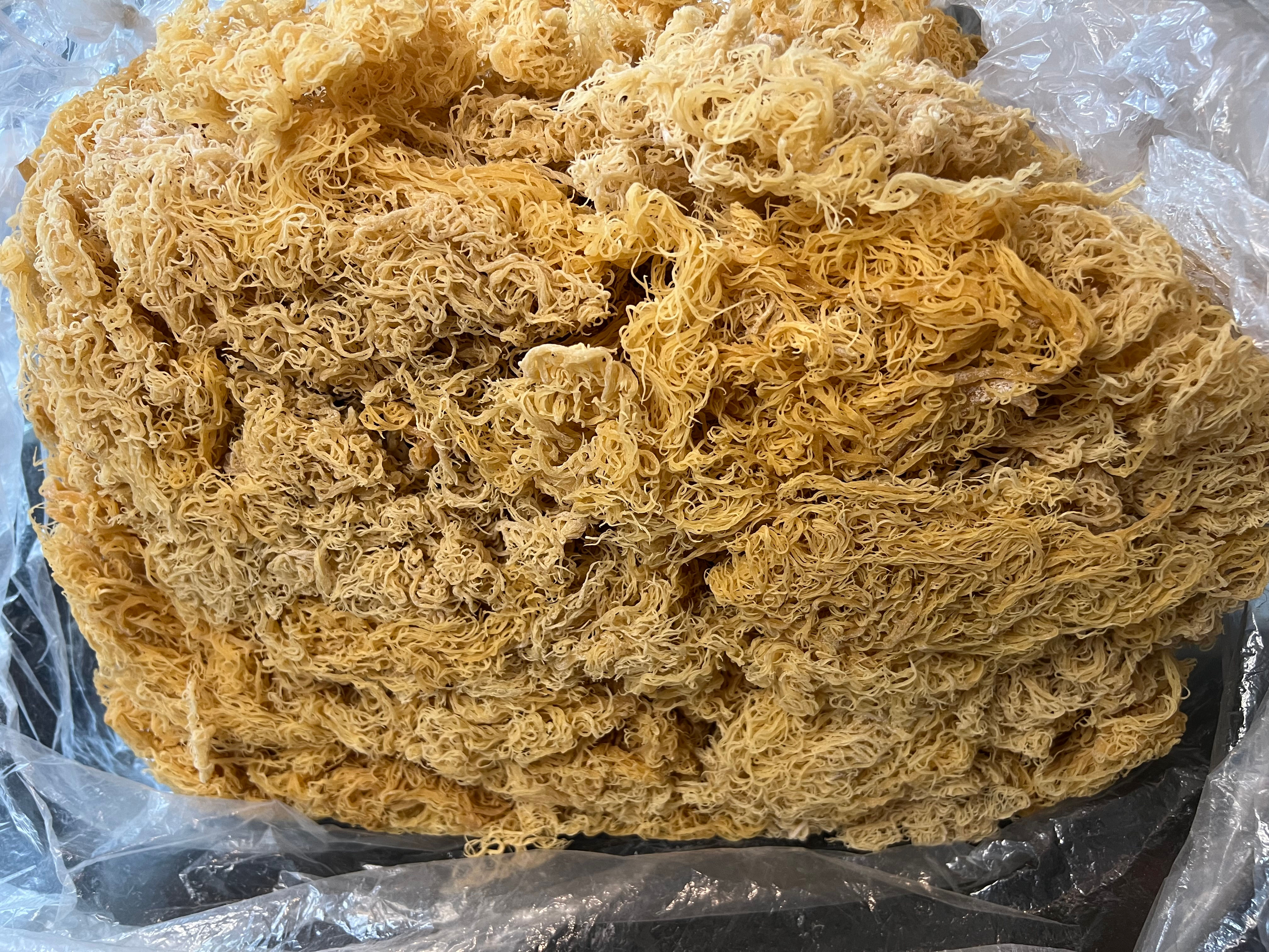 Sea Moss (raw) Gold 500g Wildcrafted, Organic, Vegan Frendly Sea Moss