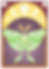 Luna Moth