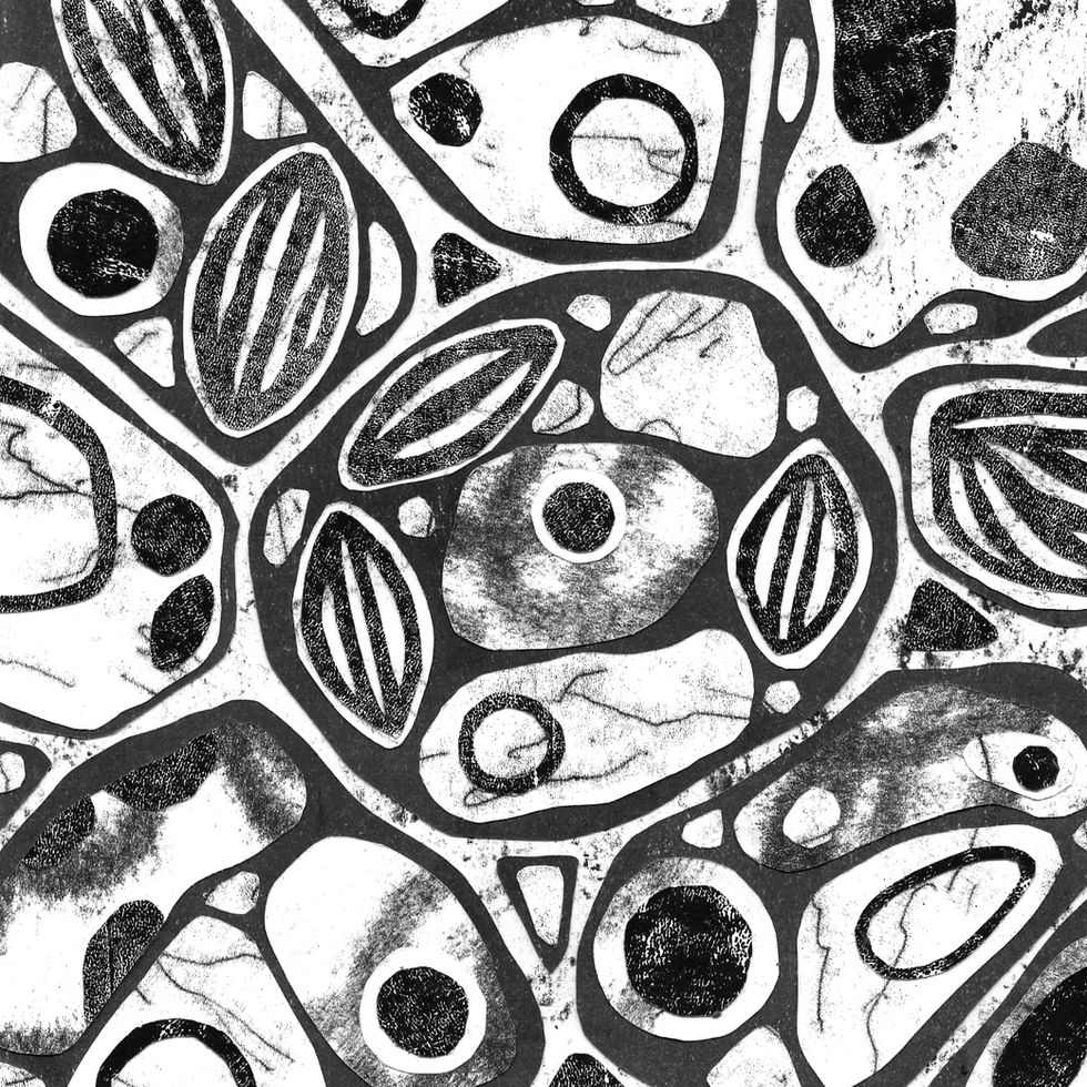A collaged illustration of textured, cell-like forms. The image looks like a microscopic slice of plant material.