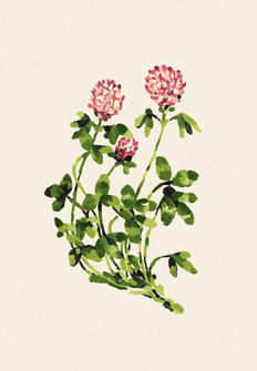 Botanical monoprint illustration of a Clover flower by Jamie Mills. Part of the Wild Flowers of the British Isles series, this nature spot illustration features organic, hand-inked textures detailing the leaves and petals of the native UK plant for editorial, publishing, or environmental storytelling projects.