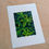 Thumbnail: Sweet Woodruff / original monoprint