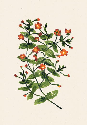 Detailed, monoprint illustration of native British wildflower, Scarlet Pimpernel, by Jamie Mills. Created using traditional monoprint textures to capture the raw, natural essence of native British meadow wildflowers for non-fiction book or editorial design.