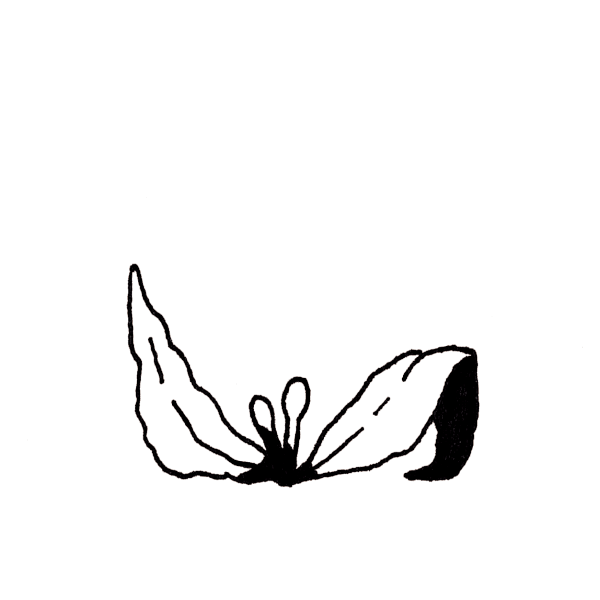 PRIMROSE small.gif