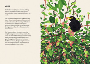 Double-page spread from an illustrated garden diary, featuring a written extract and accompanying illustration. Textured, colourful illustration of a blackbird picking berries from a bush by Jamie Mills. Ideal for non-fiction, children's publishing and nature storytelling