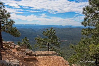 Mogollan Rim Tree on Cliff 1.jpg