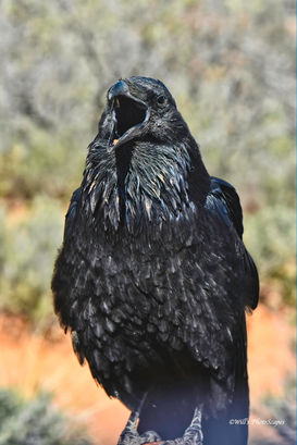 Big Mouth Rodney the Raven.jpg