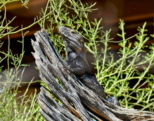 Iggy The Iguana 2.jpg