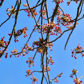 マドモワゼルと呼ばれたい!