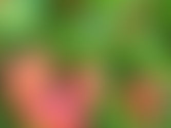 シラミパニックの秋