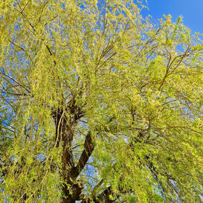 胸椎4番はT4、では日本女性が求める4Tとは?