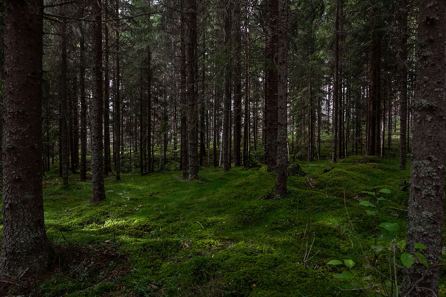 Foresta