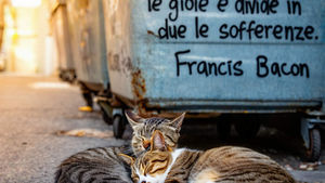 Frase sull'amicizia di Francis Bacon - Frasi sui muri