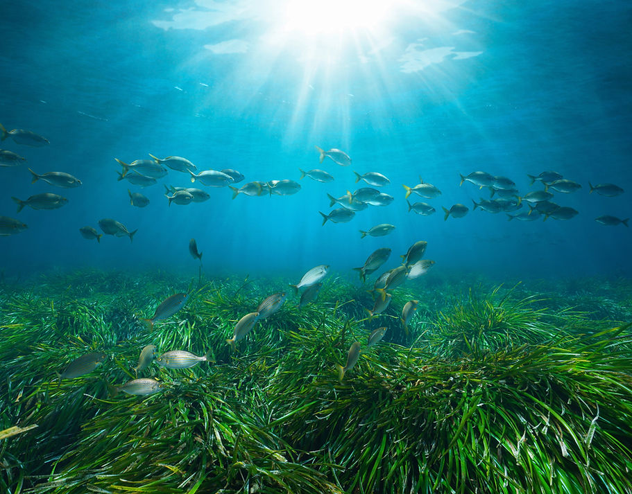 Seagrass with fishes and sunlight underwater