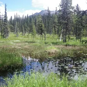 Small pond in a forest area