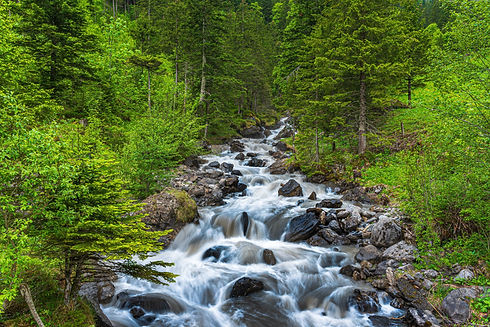 water stream in forest