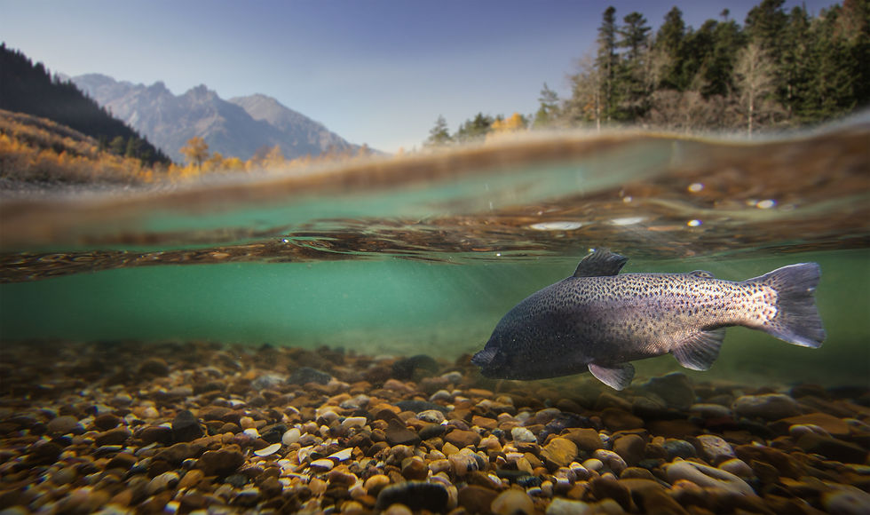 Close-up shot of a fish under water