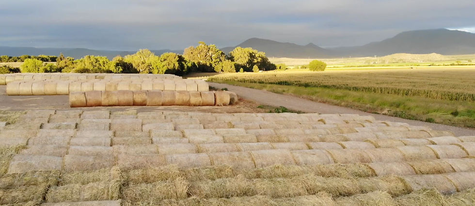 Karoowaters Bale.jpg