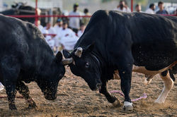 bullfight14