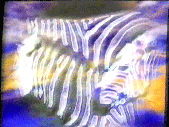 zebra.gif