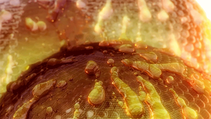 honey-comb.gif