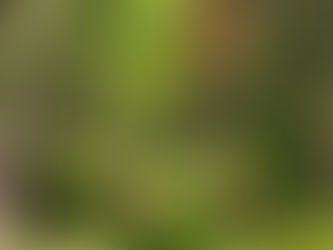 Quelles espèces retrouve-t-on lors des cueillettes?