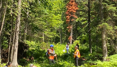 Quelles espèces retrouve-t-on lors des cueillettes?