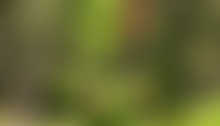 Quelles espèces retrouve-t-on lors des cueillettes?