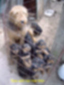Resized_Tess's_first_litter_447.jpeg
