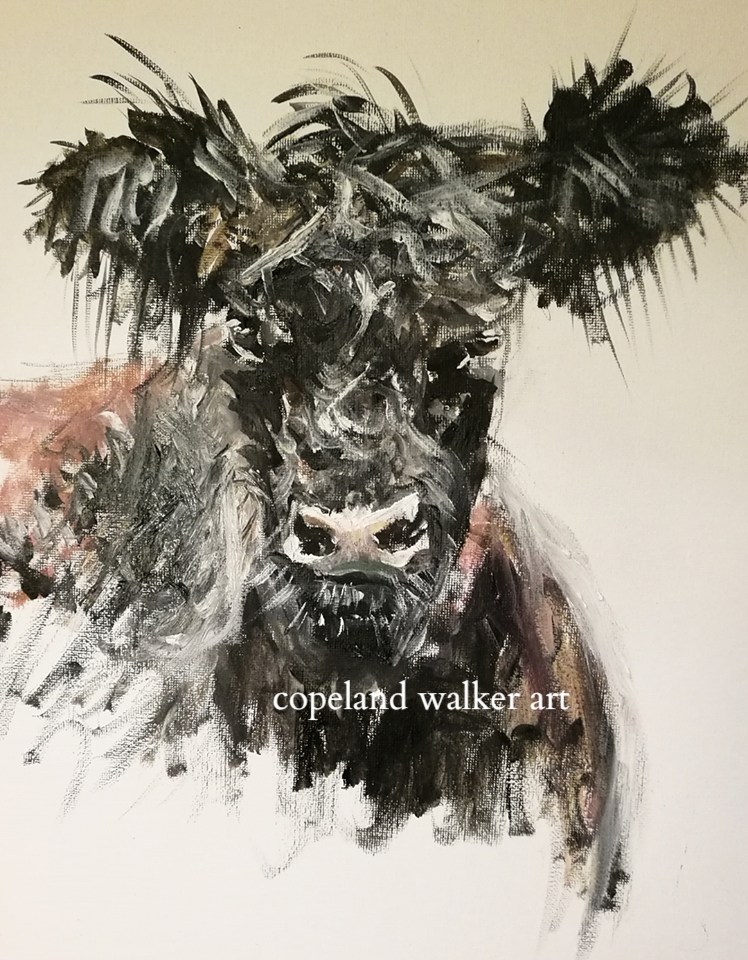 Black Galloway Cow