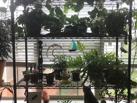 Plants, Prana, & Perspective