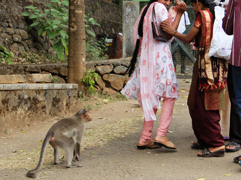 Monkey Mind Times