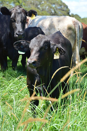 Telpara Hills Brangus Calf on Embryo Transfer Recipient Cows