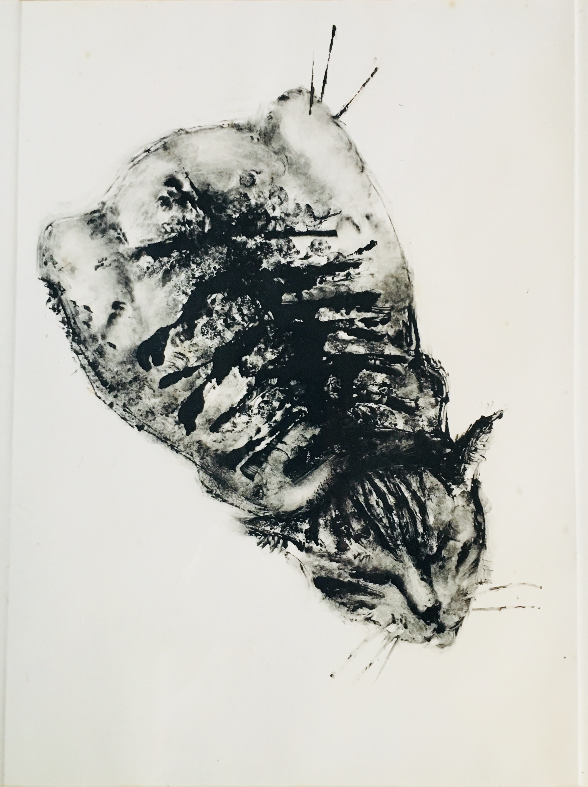 Tabby Cat