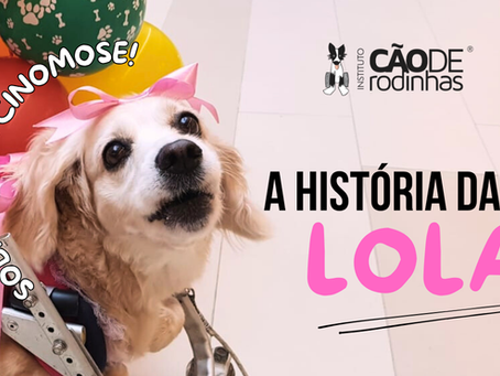 A deficiência no meu pet não impede a sua felicidade: Histórias reais para inspirar