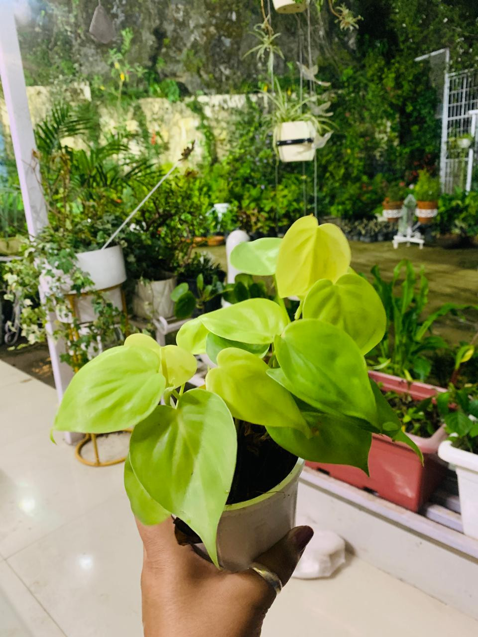 Thumbnail: Money Plant