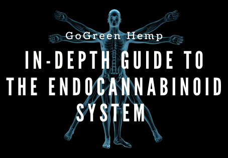 The Endocannabinoid System and CBD: An Educational Guide