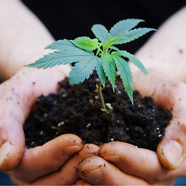 CBD Hemp Plant