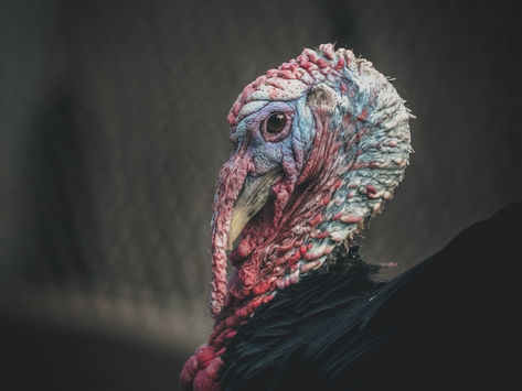 Velociraptors Aren't Invited To Thanksgiving