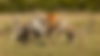 animals in africa.jpg